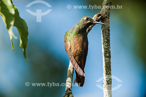  Brazilian Ruby (Clytolaema rubricauda) - Itatiaia National Park  - Itatiaia city - Rio de Janeiro state (RJ) - Brazil