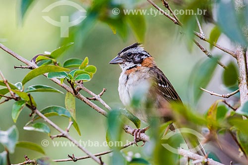  Rufous-collared Sparrow (Zonotrichia capensis) - Itatiaia National Park  - Itatiaia city - Rio de Janeiro state (RJ) - Brazil
