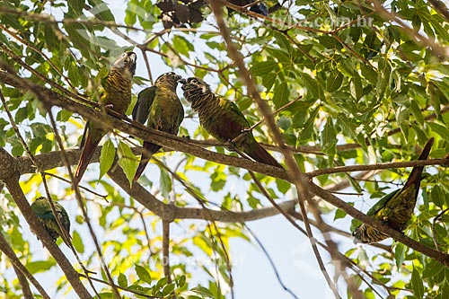  Maroon-bellied Parakeet (Pyrrhura frontalis) - Itatiaia National Park  - Itatiaia city - Rio de Janeiro state (RJ) - Brazil