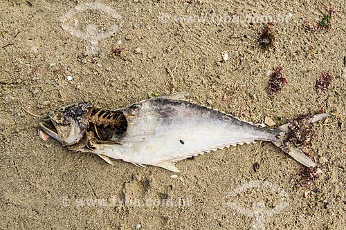  Dead fish at Armaçao Beach  - Florianopolis city - Santa Catarina state (SC) - Brazil