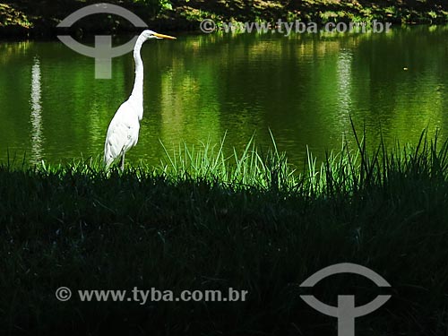  Great egret (Ardea alba) on the banks of lagoon - Italy Square  - Porto Alegre city - Rio Grande do Sul state (RS) - Brazil