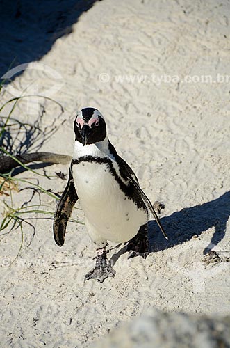  African penguin (Spheniscus demersus) - Boulders Beach  - Cape Town city - Western Cape province - South Africa