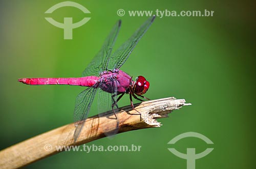  Detail of dragonfly - Penhasco Dois Irmaos Municipal Natural Park  - Rio de Janeiro city - Rio de Janeiro state (RJ) - Brazil