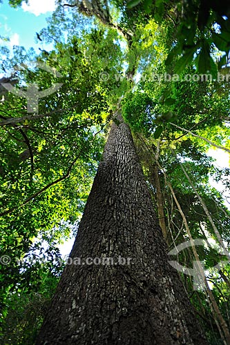  Detail of trunk - Cariniana legalis - Biological Reserve of Sooretama  - Linhares city - Espirito Santo state (ES) - Brazil