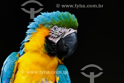  Blue-and-yellow Macaw (Ara ararauna) - also known as the Blue-and-gold Macaw - Biological Reserve of Cachoeira do Santuario  - Presidente Figueiredo city - Amazonas state (AM) - Brazil