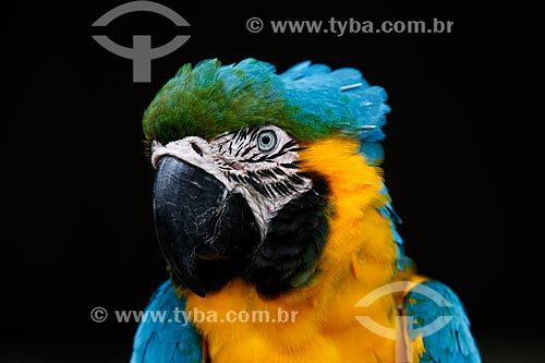  Blue-and-yellow Macaw (Ara ararauna) - also known as the Blue-and-gold Macaw - Biological Reserve of Cachoeira do Santuario  - Presidente Figueiredo city - Amazonas state (AM) - Brazil