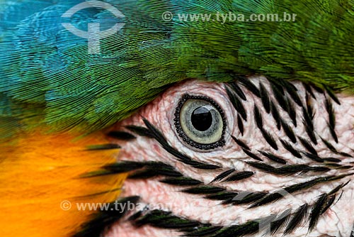  Detail of Blue-and-yellow Macaw (Ara ararauna) - also known as the Blue-and-gold Macaw - Biological Reserve of Cachoeira do Santuario  - Presidente Figueiredo city - Amazonas state (AM) - Brazil