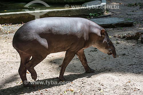  Baby tapir - Paraense Emílio Goeldi Museum  - Belem city - Para state (PA) - Brazil