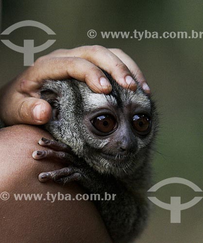  Detail of riverine boy holding three-striped night monkey (Aotus trivirgatus) - also known as Northern night monkey  - Amazonas state (AM) - Brazil
