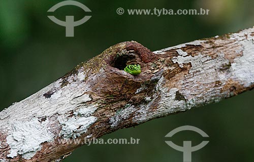  Burrow of skink - branch tree - Amazon Rainforest  - Amazonas state (AM) - Brazil