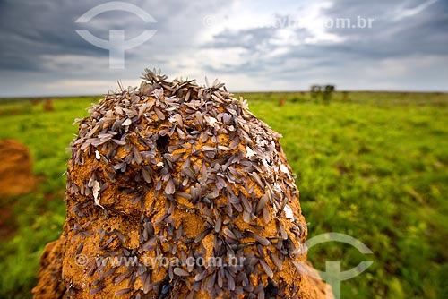  Flying termites over termite mounds - Emas National Park  - Mineiros city - Goias state (GO) - Brazil