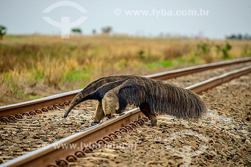  Giant anteater (Myrmecophaga tridactyla) crossing railroad near of Costa Rica city  - Costa Rica city - Mato Grosso do Sul state (MS) - Brazil