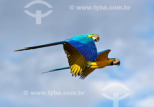  Blue-and-yellow Macaw (Ara ararauna) - also known as the Blue-and-gold Macaw  - Mineiros city - Goias state (GO) - Brazil