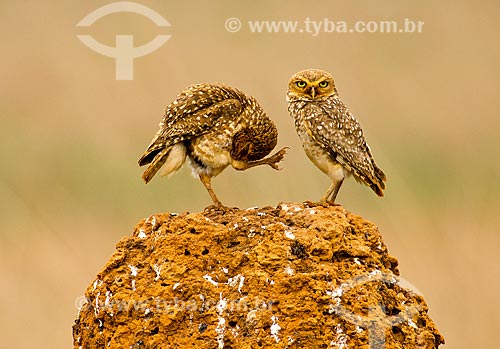  Burrowing owl (Athene cunicularia, old Speotyto cunicularia) perched over termite mounds - Emas National Park  - Mineiros city - Goias state (GO) - Brazil