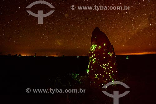  Termite mound with bioluminecense - larvae of the click-beetle Pyrearinus termitilluminans - on humid nights, warm, moonless and no wind, larvae appear on the outside of the tunnel, 