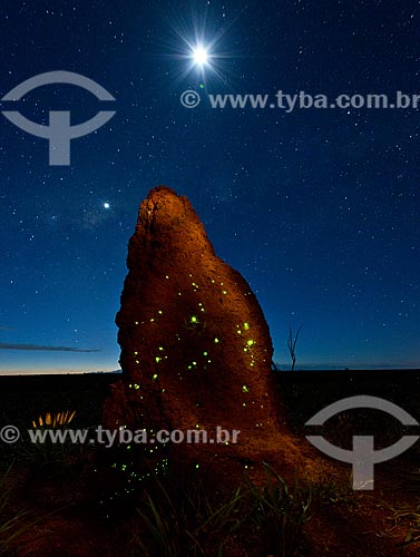  Termite mound with bioluminecense - larvae of the click-beetle Pyrearinus termitilluminans - on humid nights, warm, moonless and no wind, larvae appear on the outside of the tunnel, 