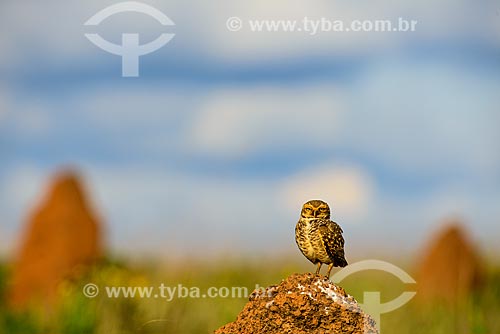  Burrowing owl (Athene cunicularia, old Speotyto cunicularia) perched over termite mounds - Emas National Park  - Mineiros city - Goias state (GO) - Brazil