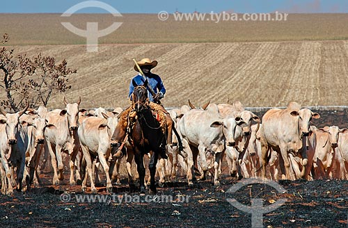  Cowboy and cattle on burned Cerrado. Soybean plantation on the background near to Emas National Park  - Mineiros city - Goias state (GO) - Brazil