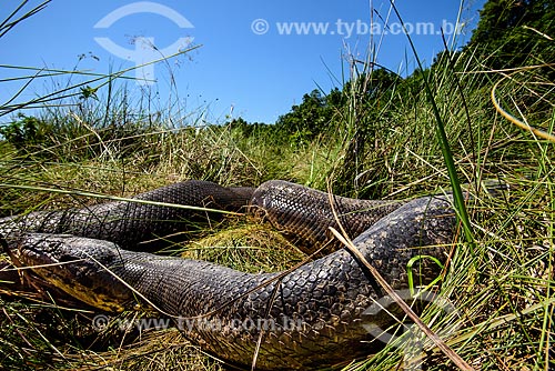  Detail of green anaconda (Eunectes murinus) - Emas National Park  - Mineiros city - Goias state (GO) - Brazil