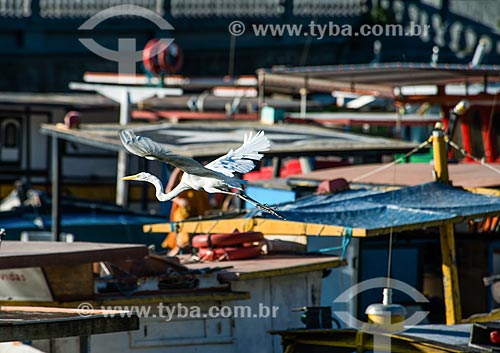  Great egret (Ardea alba) flying - Quadrado da Urca Pier with the boats in the background  - Rio de Janeiro city - Rio de Janeiro state (RJ) - Brazil