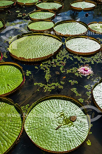  Victoria regia (Victoria amazonica) - also known as Amazon Water Lily or Giant Water Lily - Botanical Garden of Rio de Janeiro  - Rio de Janeiro city - Rio de Janeiro state (RJ) - Brazil