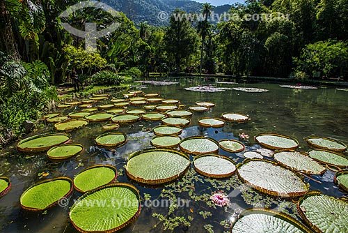  Victoria regia (Victoria amazonica) - also known as Amazon Water Lily or Giant Water Lily - Botanical Garden of Rio de Janeiro  - Rio de Janeiro city - Rio de Janeiro state (RJ) - Brazil