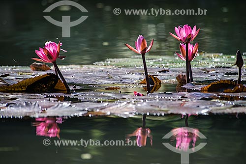  Detail of flowers - victorias regia (Victoria amazonica) - also known as Amazon Water Lily or Giant Water Lily - Botanical Garden of Rio de Janeiro  - Rio de Janeiro city - Rio de Janeiro state (RJ) - Brazil