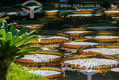  Victoria regia (Victoria amazonica) - also known as Amazon Water Lily or Giant Water Lily - Botanical Garden of Rio de Janeiro  - Rio de Janeiro city - Rio de Janeiro state (RJ) - Brazil