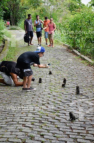  Tourists photographing black-tufted marmoset (Callithrix penicillata) - trail of Environmental Protection Area of Morro do Leme  - Rio de Janeiro city - Rio de Janeiro state (RJ) - Brazil