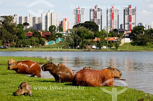  Capybaras (Hydrochoerus hydrochaeris) in Barigui Park with buildings in the background  - Curitiba city - Parana state (PR) - Brazil
