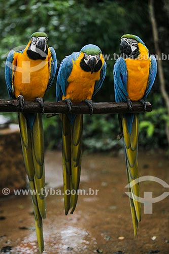  Blue-and-yellow Macaws (Ara ararauna) - also known as the Blue-and-gold Macaw - Aves Park (Birds Park)  - Foz do Iguacu city - Parana state (PR) - Brazil