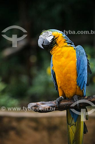  Blue-and-yellow Macaw (Ara ararauna) - also known as the Blue-and-gold Macaw - Aves Park (Birds Park)  - Foz do Iguacu city - Parana state (PR) - Brazil