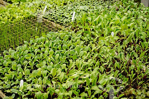  Greenhouse with seedlings of lettuce, cabbage, mint and chive - Vale das Palmeiras Farm  - Teresopolis city - Rio de Janeiro state (RJ) - Brazil