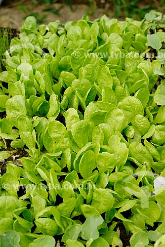  Greenhouse with seedlings of lettuce - Vale das Palmeiras Farm  - Teresopolis city - Rio de Janeiro state (RJ) - Brazil