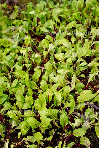  Greenhouse with seedlings of beetroot - Vale das Palmeiras Farm  - Teresopolis city - Rio de Janeiro state (RJ) - Brazil