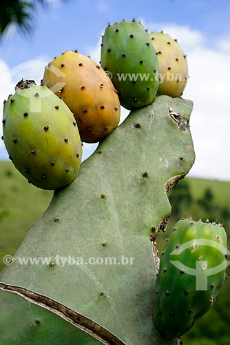 Opuntia cochenillifera (edible cactus) - Vale das Palmeiras Farm  - Teresopolis city - Rio de Janeiro state (RJ) - Brazil