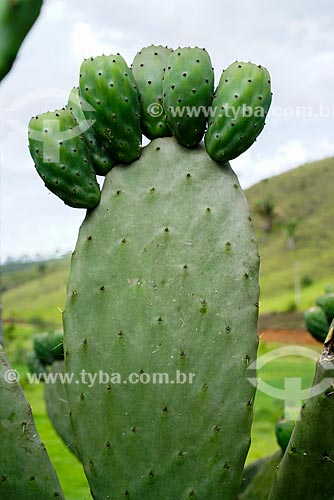  Opuntia cochenillifera (edible cactus) - Vale das Palmeiras Farm  - Teresopolis city - Rio de Janeiro state (RJ) - Brazil