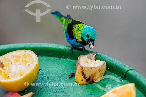 Detail of Green-headed Tanager (Tangara seledon) eating - Itatiaia National Park  - Itatiaia city - Rio de Janeiro state (RJ) - Brazil