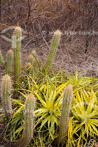 Cactus and Bromelia laciniosa  - Quixada city - Ceara state (CE) - Brazil