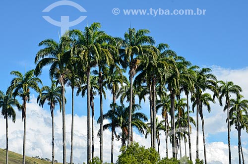  Imperial palm - Paraiba do Sul city  - Paraiba do Sul city - Rio de Janeiro state (RJ) - Brazil