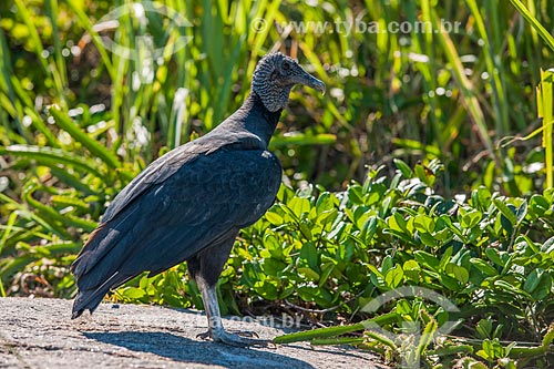  Black vulture (Coragyps atratus) - also known as the American black vulture - Tijucas Islands  - Rio de Janeiro city - Rio de Janeiro state (RJ) - Brazil