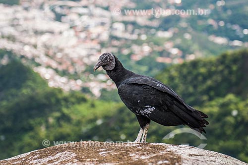 Black vulture (Coragyps atratus) - also known as the American black vulture - Urubu Stone  - Rio de Janeiro city - Rio de Janeiro state (RJ) - Brazil
