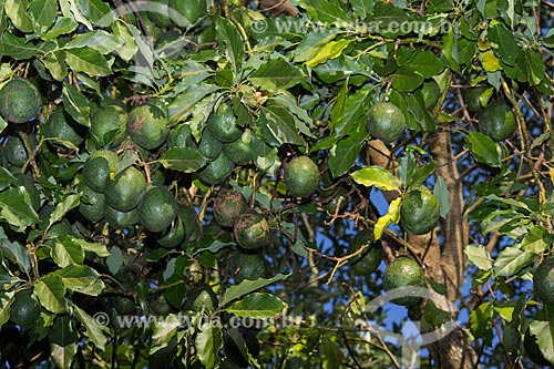  Avocado in homemade Orchard  - Rio de Janeiro city - Rio de Janeiro state (RJ) - Brazil
