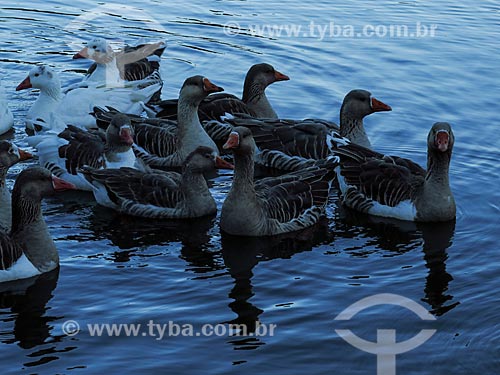  Geeses - lake  - Canela city - Rio Grande do Sul state (RS) - Brazil