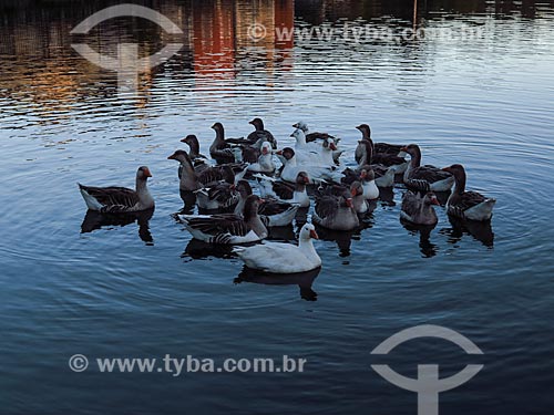  Geeses - lake  - Canela city - Rio Grande do Sul state (RS) - Brazil