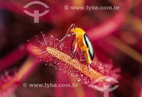  Insect over cape sundew (Drosera capensis)  - Brazil