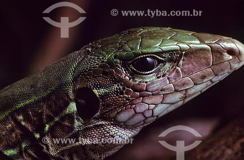 Detail of giant ameiva (Ameiva ameiva) - also known as green ameiva  - Brazil