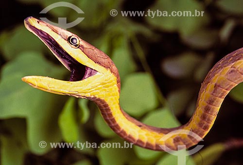  Brown vine snake (Oxybelis aeneus) - also known as Mexican vine snake  - Brazil