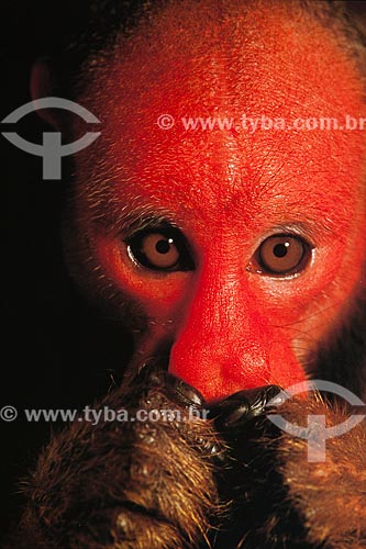  Detail of Red Bald-headed Uakari (Cacajao rubicundus)  - Brazil