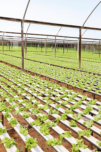  Greenhouse with seedlings of Lettuce  - Teresopolis city - Rio de Janeiro state (RJ) - Brazil